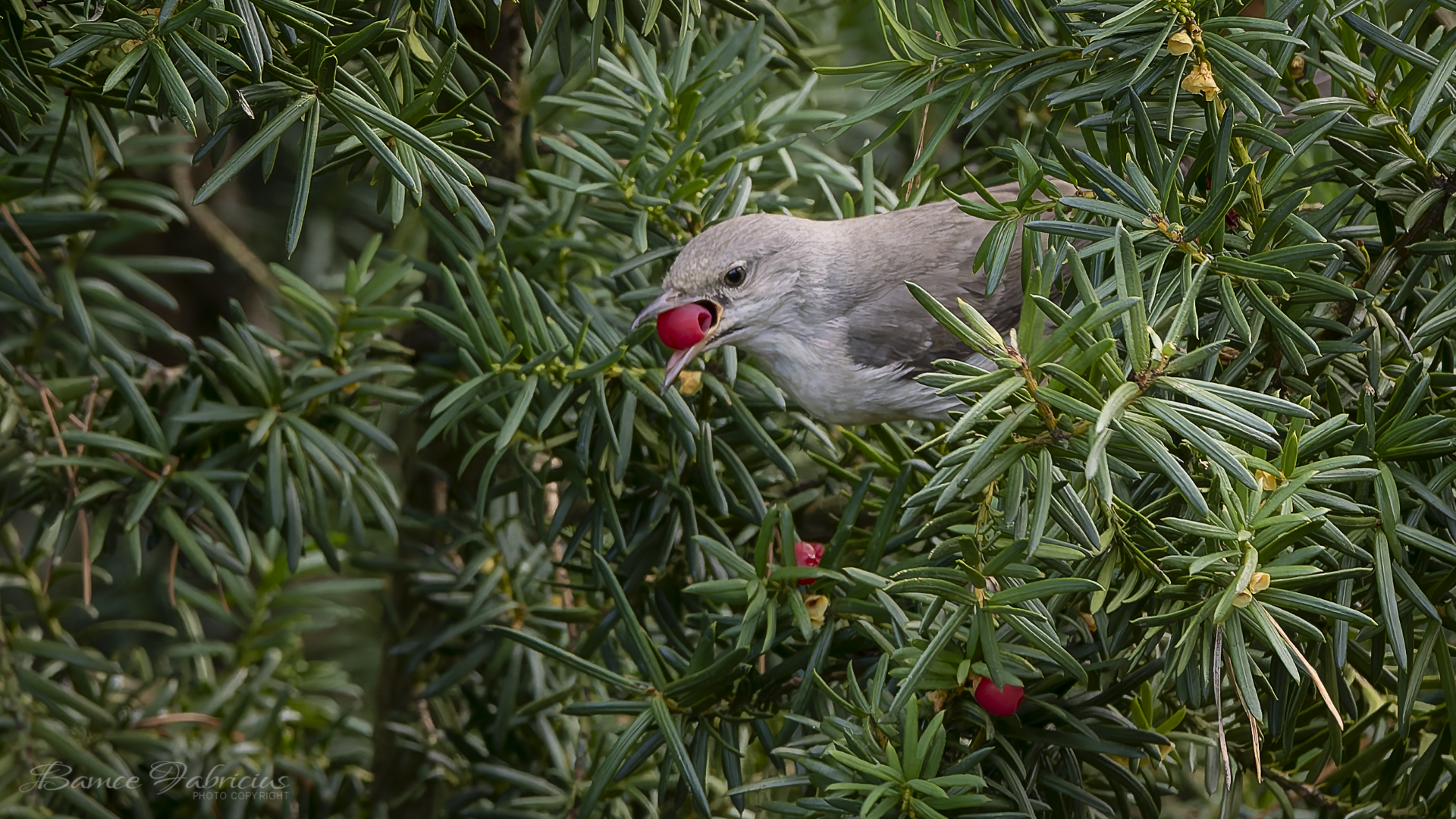 BF231087 DxO DeepPRIME XD2s Custom